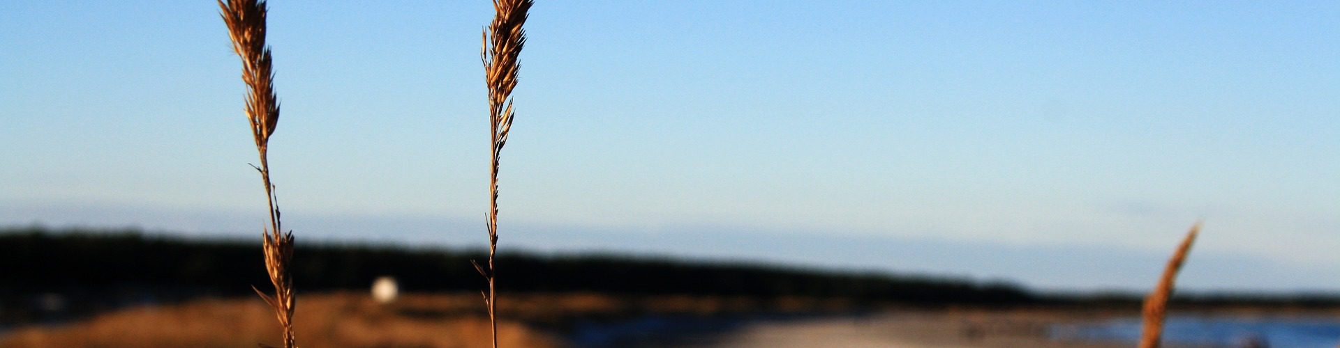Strand in Prerow in der Urlaubsregion Fischland Darß